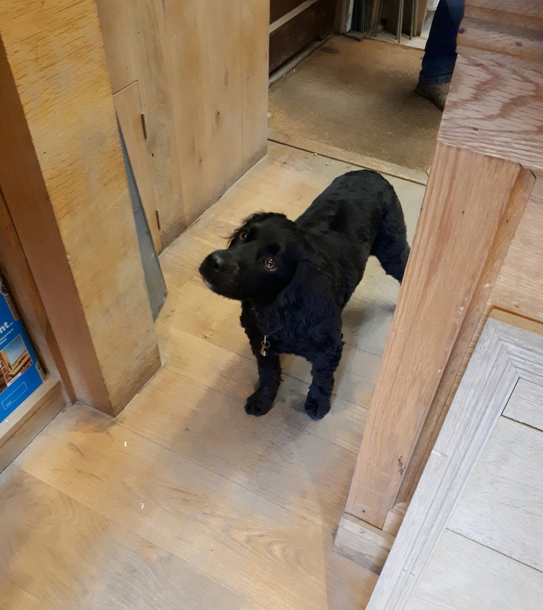 _SouthernTimber's tweet photo. We don't have favourite customers but... #HappyWednesday #caninecustomer #cute #puppy https://t.co/7nMWfiPveR