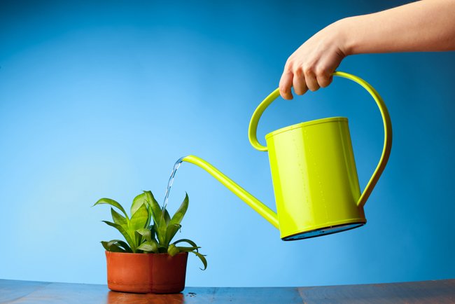 HomeTailoring's tweet photo. When plants don't go on vacation..how can we do?! Some tips there https://t.co/echw7jU1er #plants #flowers #vacation #gardening https://t.co/Hc4VXmSWrC