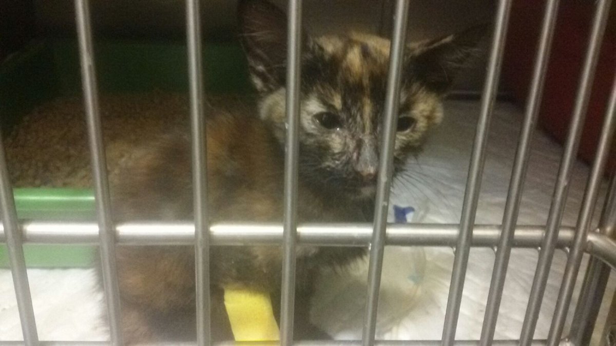 AlbaSaez94's tweet photo. Necesitamos ayuda para Elly, por favor ayudadnos a encontrarle un hogar a esta pequeña. https://t.co/aSWFruemy3
