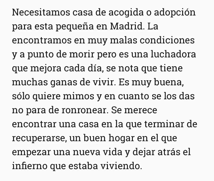 AlbaSaez94's tweet photo. Necesitamos ayuda para Elly, por favor ayudadnos a encontrarle un hogar a esta pequeña. https://t.co/aSWFruemy3