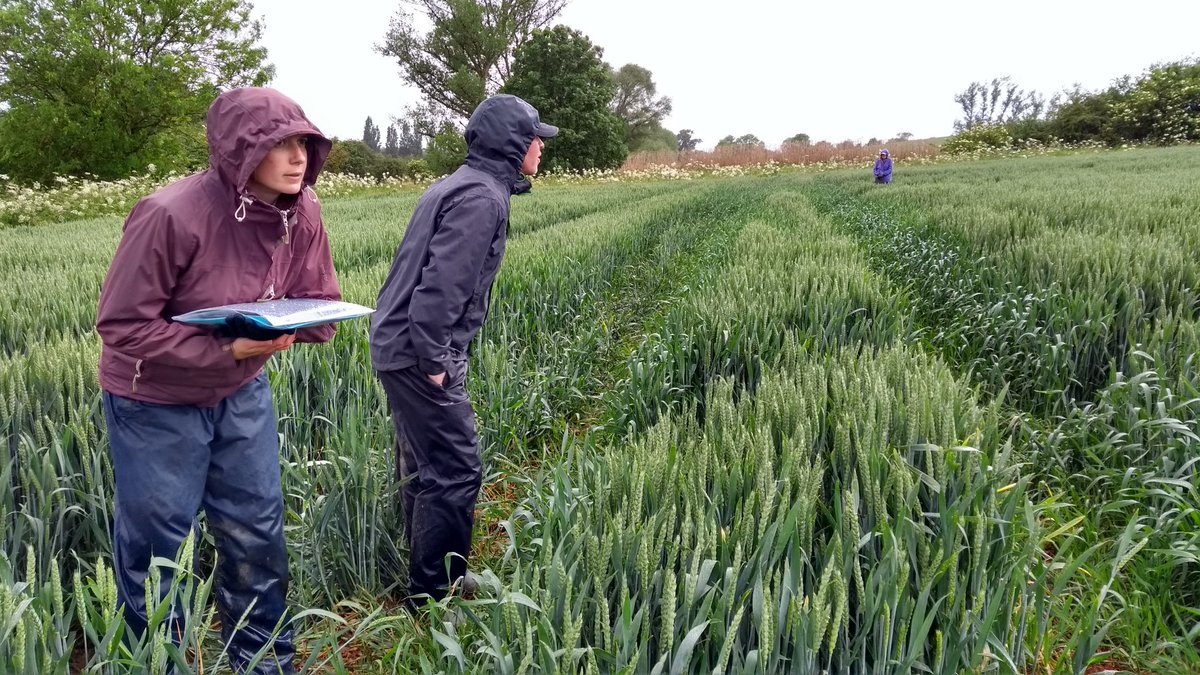 Blackgrass fieldwork off to a soggy start this summer!