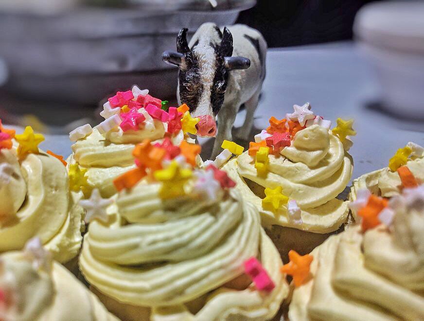 cowvathi's tweet photo. The #MumbaiRains have arrived! And it's obviously time for a celebration. CUPCAKES!!! 🐮 #cowchef #whatveganseat #vegan #cupcake https://t.co/9OgPNVR43U