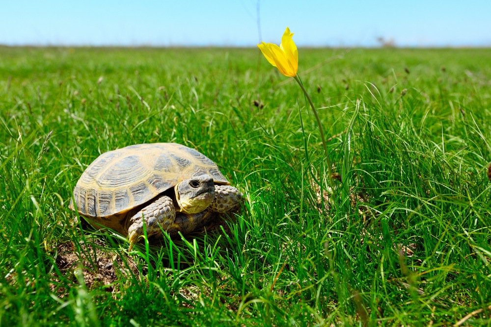 MyTurtleDays's tweet photo. My favorite Tortoise is the Russian Horsefield one! Which one is yours? https://t.co/DsKiYHgcFX