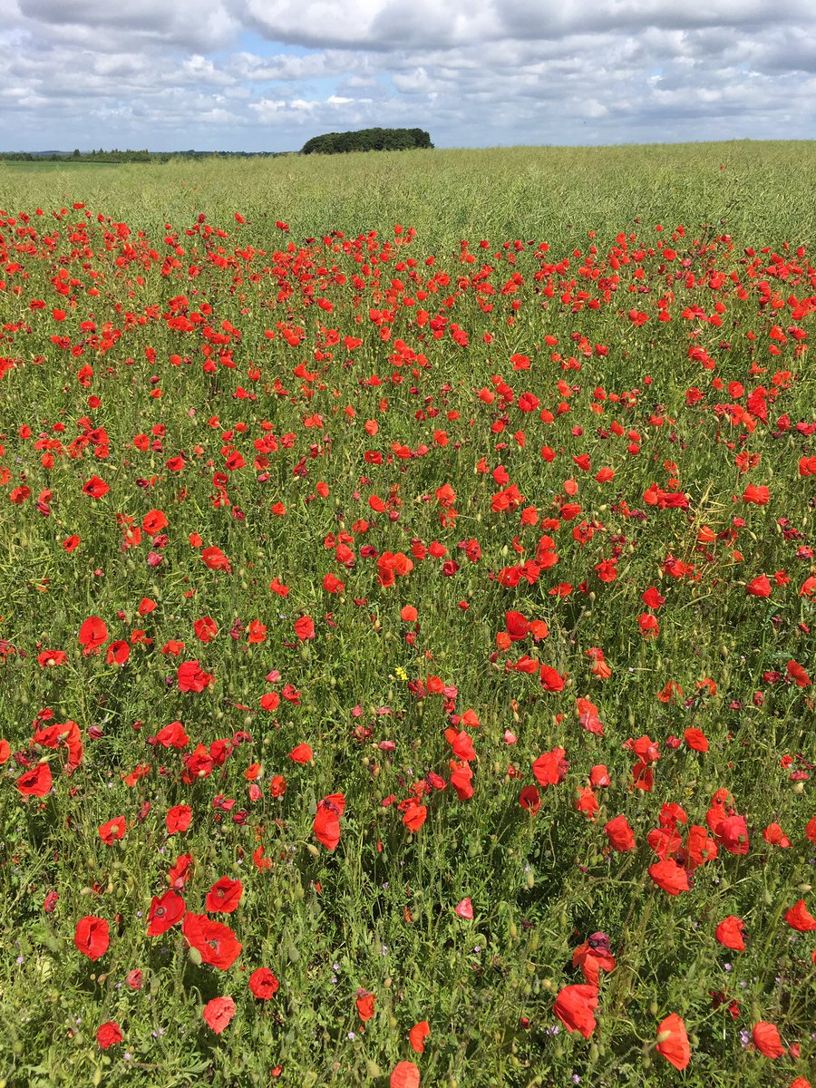 TJex_RegenAg's tweet photo. The value of an effective herbicide program on oilseed rape! #SprayMiss #DoingOurBitForWildlife @AgriiWest @ssmshah @MRH_Agronomy https://t.co/PxcyZwL4aM