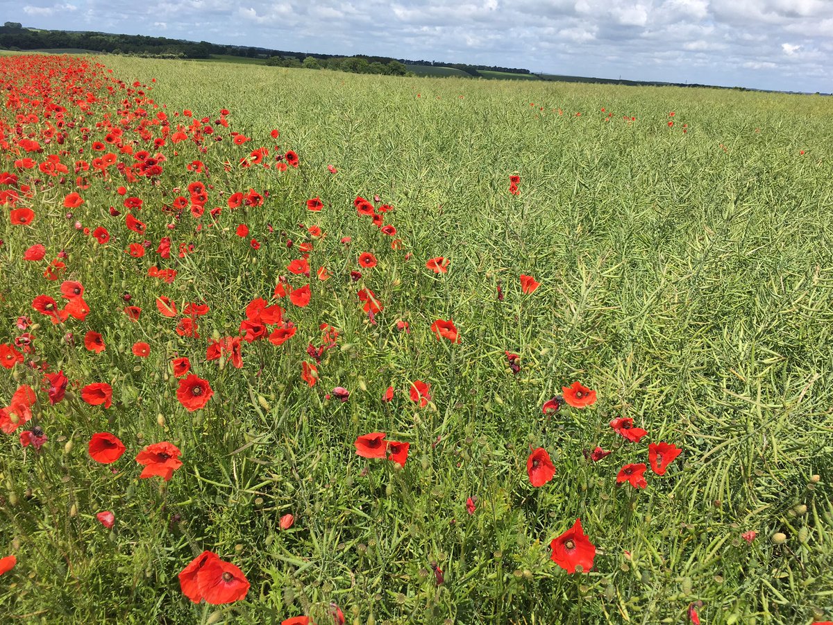 TJex_RegenAg's tweet photo. The value of an effective herbicide program on oilseed rape! #SprayMiss #DoingOurBitForWildlife @AgriiWest @ssmshah @MRH_Agronomy https://t.co/PxcyZwL4aM