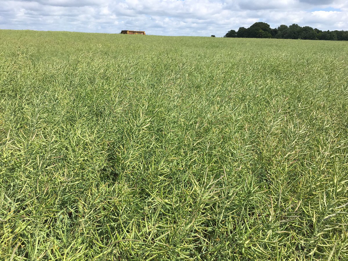 TJex_RegenAg's tweet photo. The value of an effective herbicide program on oilseed rape! #SprayMiss #DoingOurBitForWildlife @AgriiWest @ssmshah @MRH_Agronomy https://t.co/PxcyZwL4aM