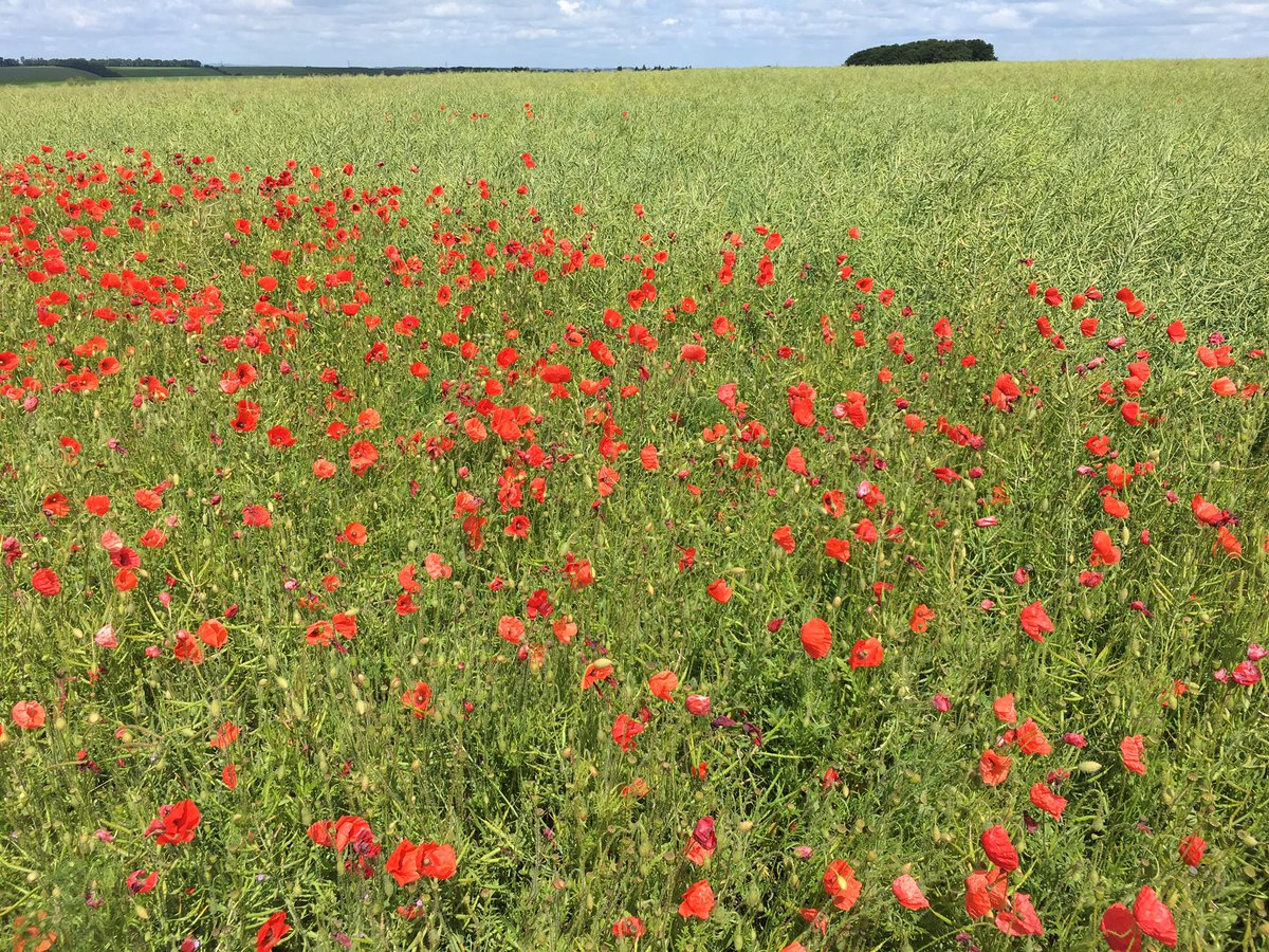 TJex_RegenAg's tweet photo. The value of an effective herbicide program on oilseed rape! #SprayMiss #DoingOurBitForWildlife @AgriiWest @ssmshah @MRH_Agronomy https://t.co/PxcyZwL4aM
