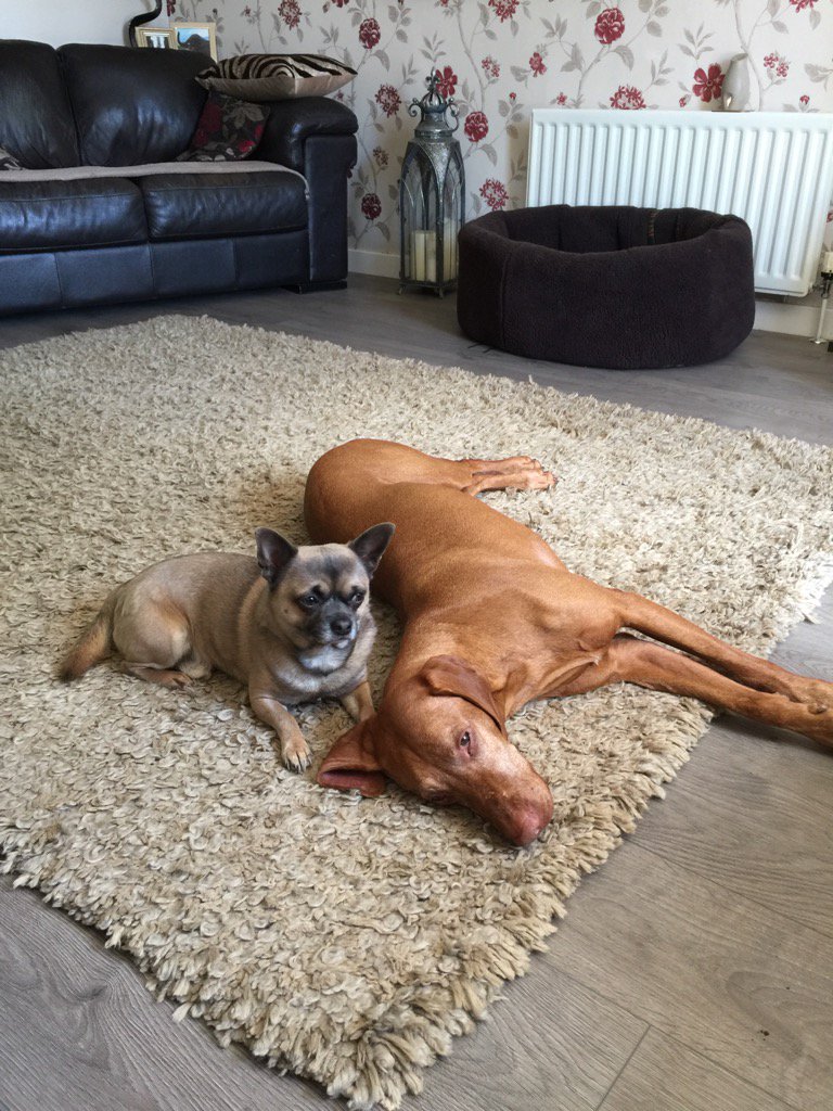 TheMistressRox's tweet photo. Little and Large. These too adore each other #Vizsla #MexicanPointer #BrothersfromanotherMother https://t.co/BOpjdaJEmg