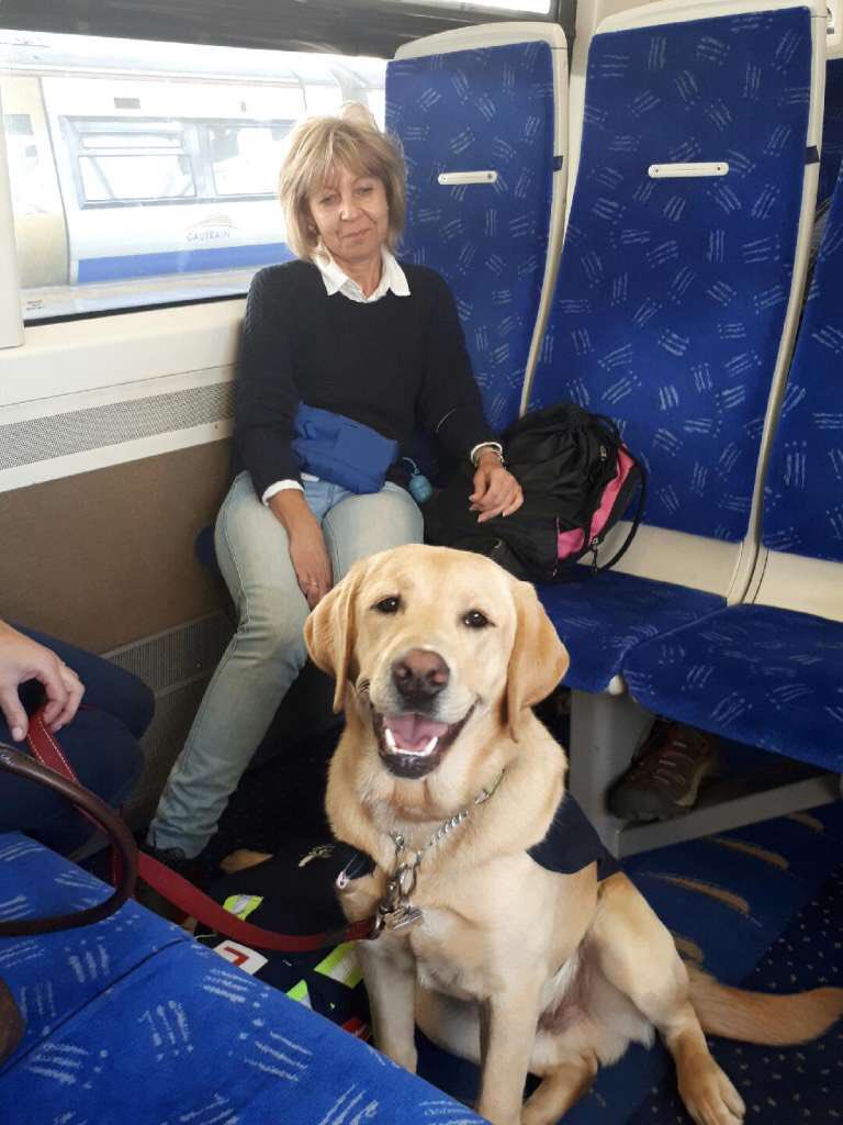 GautrainLinks's tweet photo. Learner dogs on board 🐶❤️ #gautrain #guidedogs #sagda cc. @sa_guide_dogs https://t.co/1AFDBPA6r9