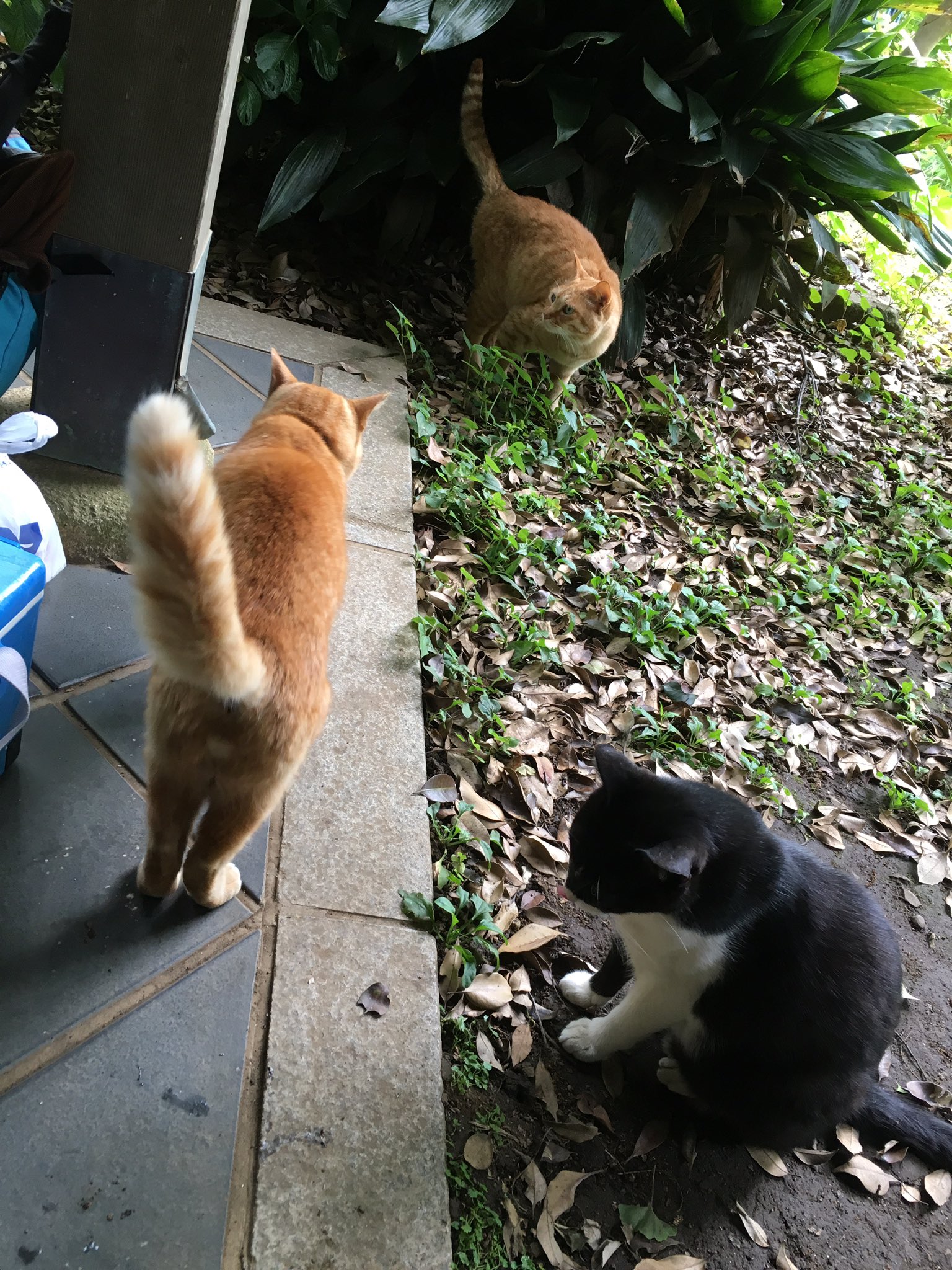 Fullmoon Official 1番の目的である猫様に12匹もお会いすることができた ねねも猫 になってみた 写メありすぎてupしきれないから放置ぎみのブログ書こうかな 緑たくさん吸って癒されたからいい曲出来そう しらす丼ストラップかわゆす 江ノ島 猫 猫
