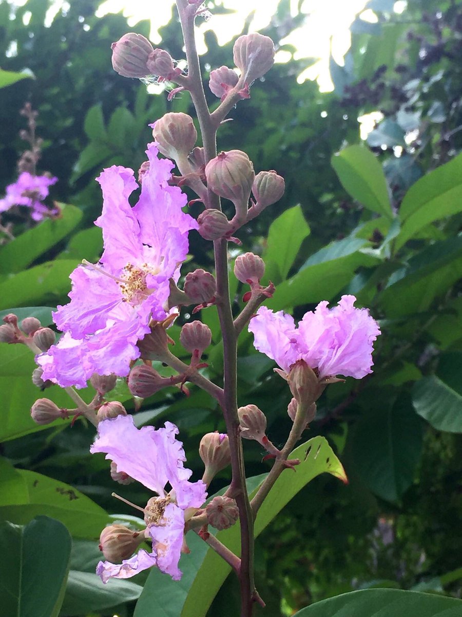 TapCE3's tweet photo. Queen Crape Myrtle 大花紫薇🌸🌸🌸🌸

#flowers #Sustainable #education #tap #trees #plants #conservation #naturephotography #naturelovers #Hongkong https://t.co/iRO1hZxM4L