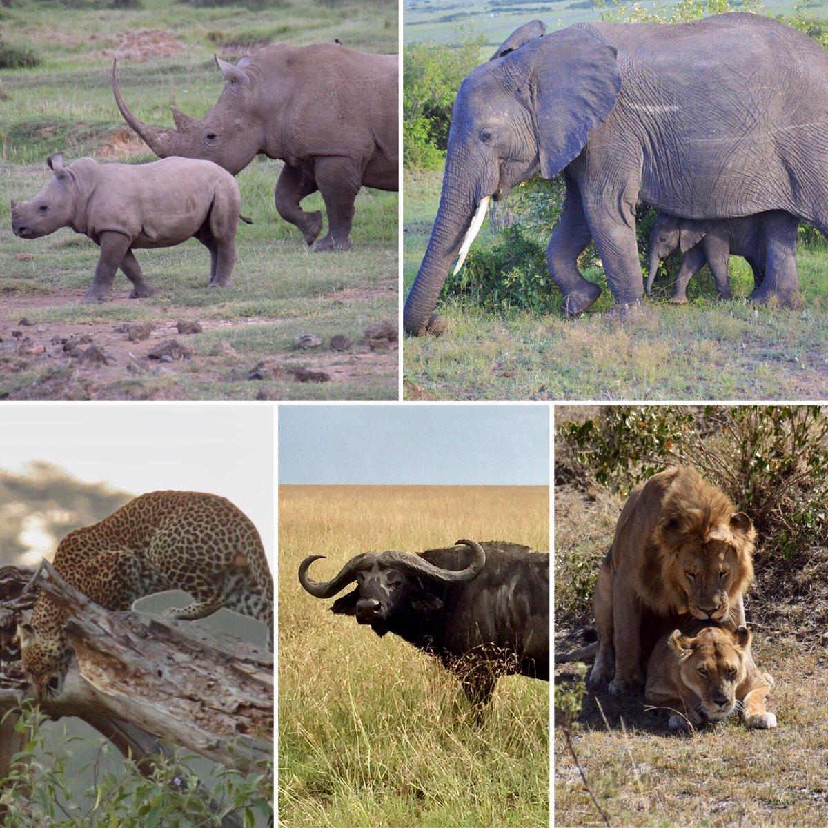 pavcIlsprotacol's tweet photo. Our safari has come to an end. Thank you Kenya for so much #safarikenya #bigfive #misioncomplete 🇰🇪 https://t.co/qzv2QaGbKb