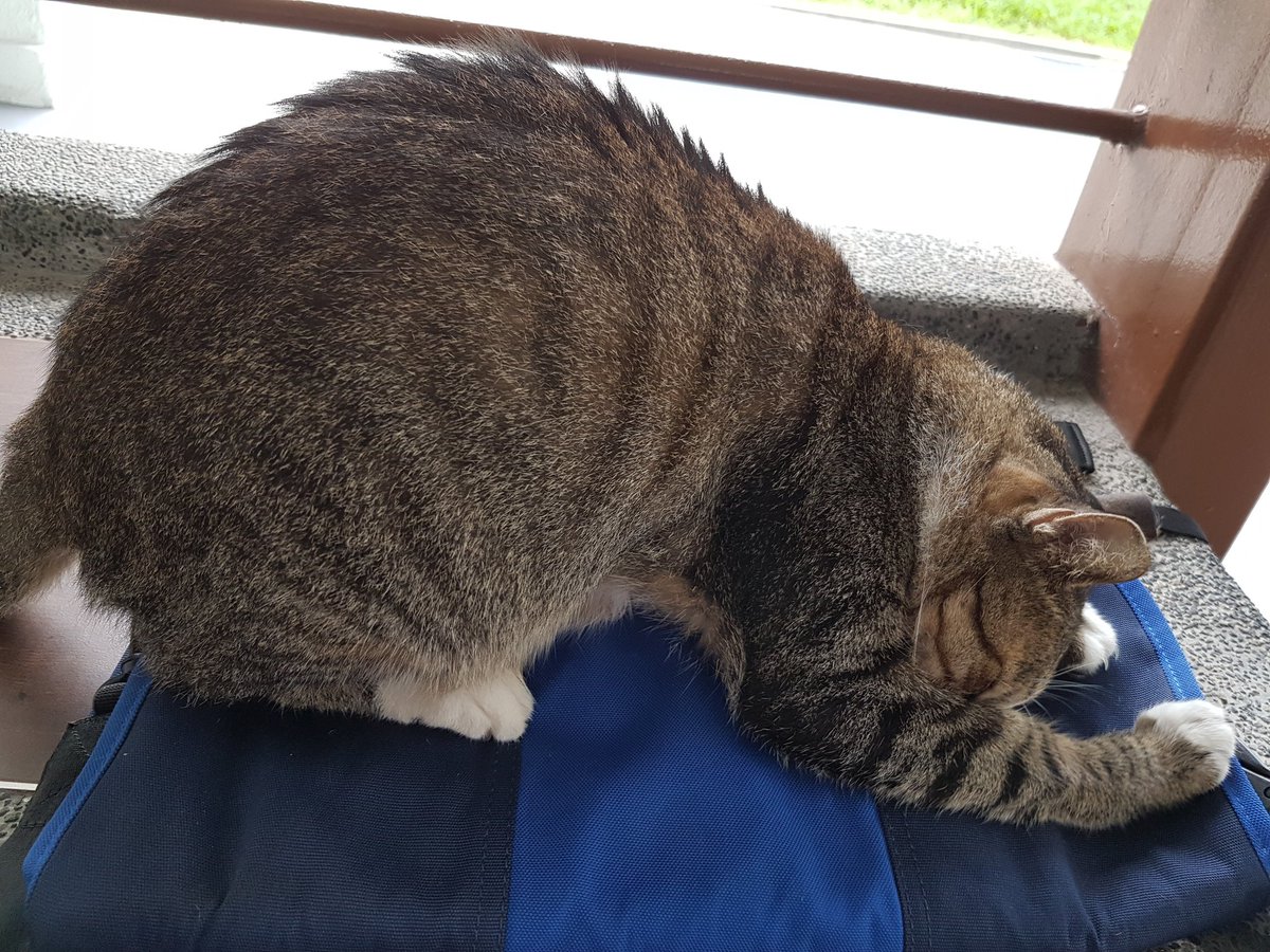 isk_it's tweet image. Cats and the month of ramadan