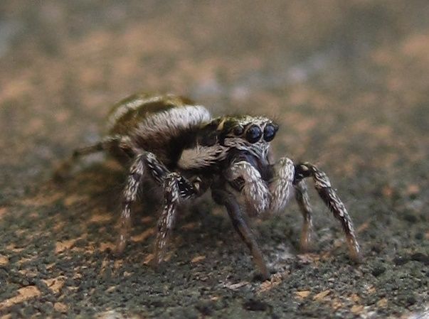 bhl on twitter jumping spiders chase laser pointers the awesome
