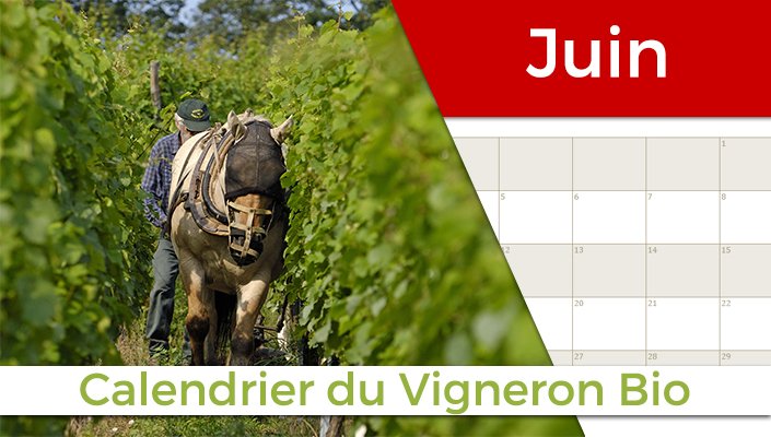 [Le Calendrier du Vigneron Bio] le Mois de Juin lesvinsbio.decamille.fr/blog/le-calend…