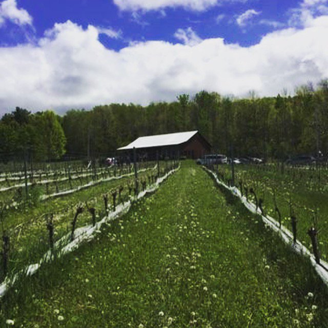 Simply a beautiful day at @lacadiewine - #nswine #nswinetours