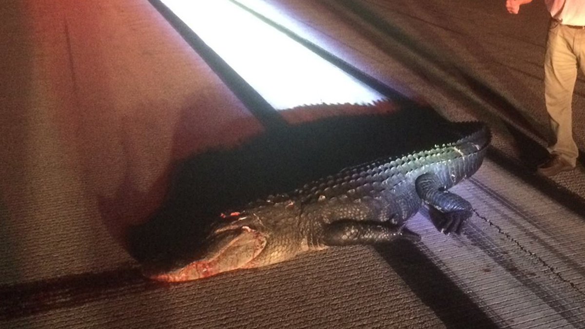 Pilot hits and kills alligator while landing at Orlando airport bit.ly/2r2cIoh https://t.co/wQBfVs5hTg