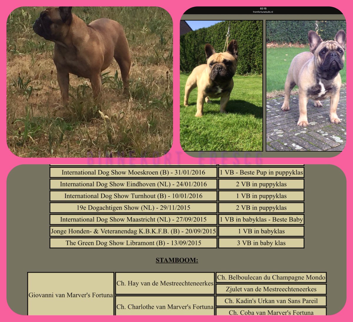 daanblu's tweet image. Binnenkort pups verwacht ! Beide ouders met stamboom en vader heeft verschillende wedstrijden gewonnen . Interesse ..? Stuur een bericht . 🐾