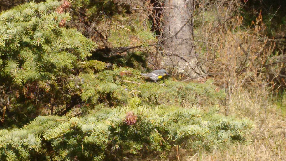 IThirkill's tweet photo. @SurreyBirdNews can you identify this bird I saw in Canada https://t.co/PyPZVLOxxh