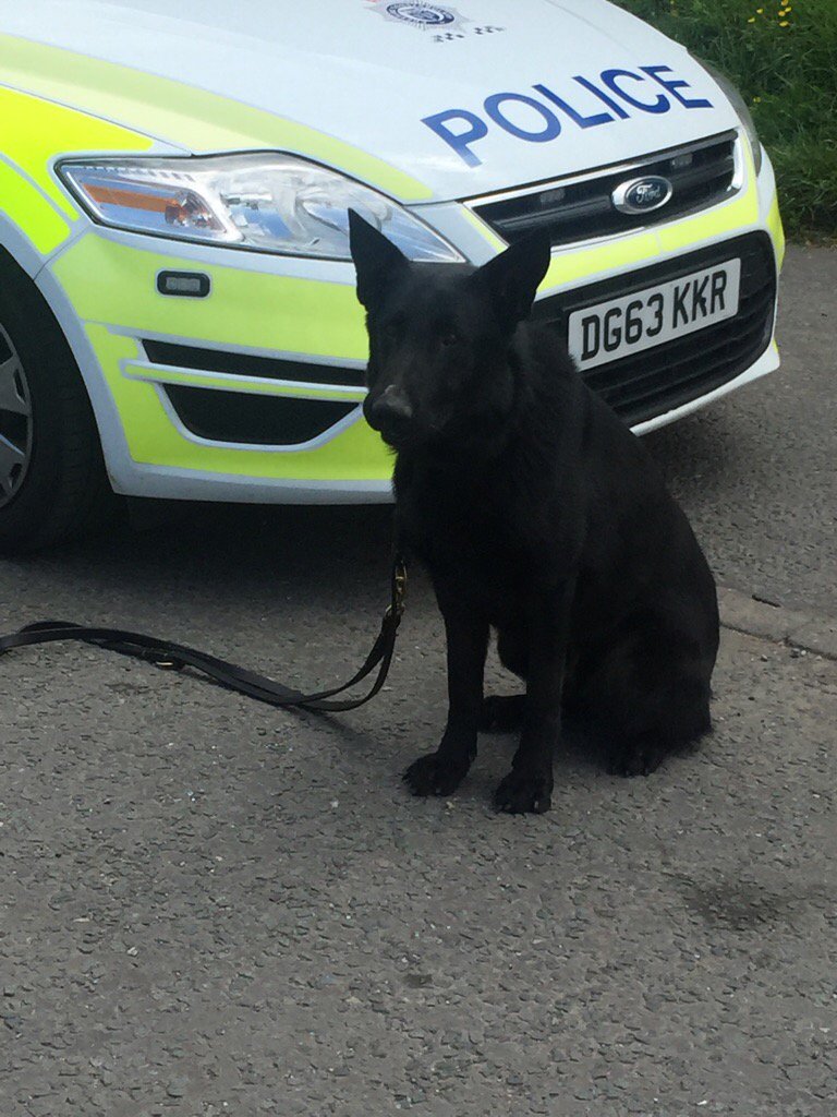 ChNWPoliceDogs's tweet photo. Well done to PD Enzo and his handler for finding discarded property in relation to an attempt burglary in Warrington this morning #PDEnzo https://t.co/Tuu9hqZdZP