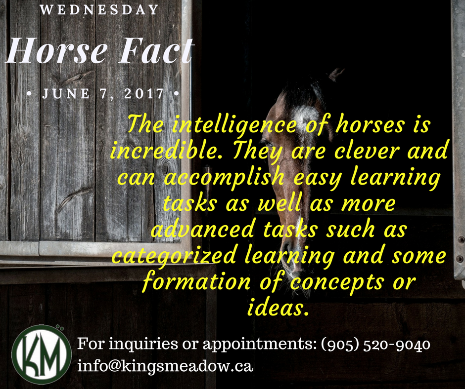 Horse Fact: #training #breeding #EquestrianCentre #Hunter #jumper #KingsMeadowEC  # boarding #PuslinchOn #Hamilton