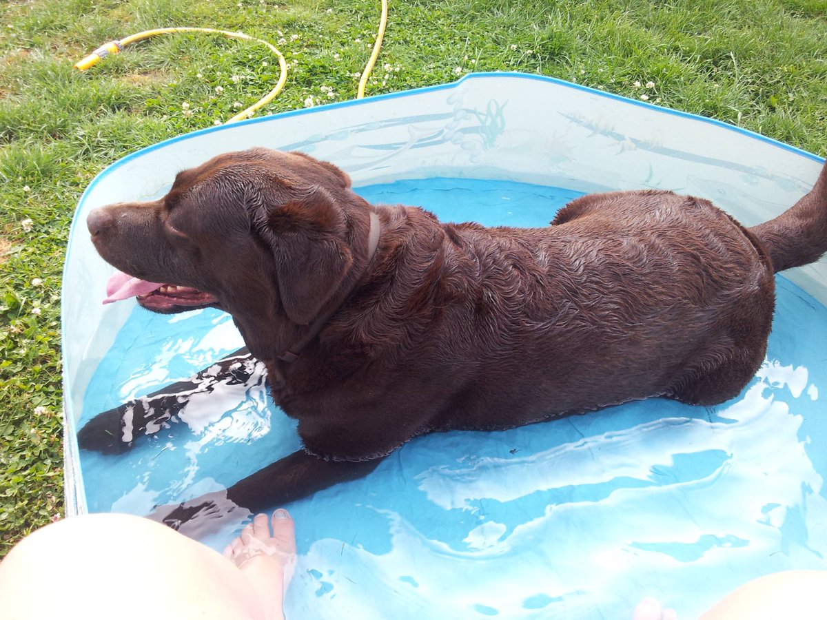 SazFox83's tweet photo. Hurry up mum and fill my pool up !! #Lennox #ChocolateLab #MyBaby #LovesSummer #VIPComfyCottages #Petsathome @PetsatHome https://t.co/ZTz1HSA6i9