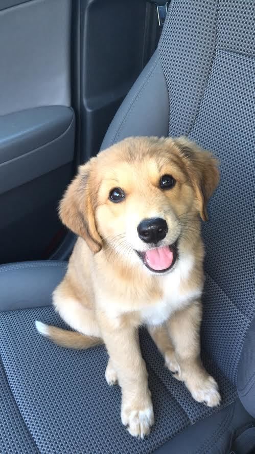 DailyiDogs's tweet photo. Golden Retriever, German Shephard and Australian Shephard mix. 😍 https://t.co/m7i3Rhvkdv
