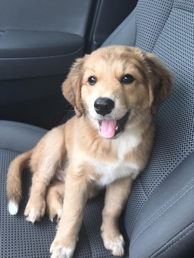 DailyiDogs's tweet photo. Golden Retriever, German Shephard and Australian Shephard mix. 😍 https://t.co/m7i3Rhvkdv