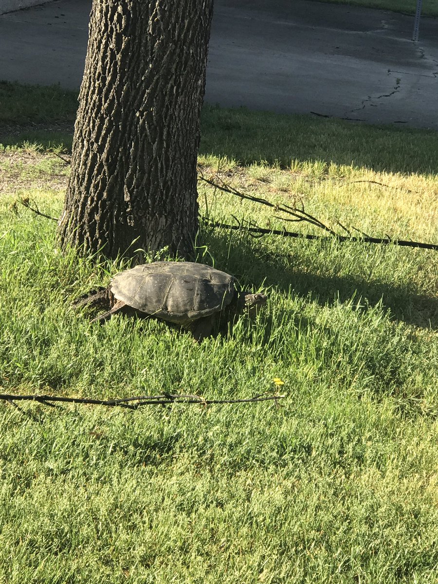 CoolerBecca's tweet photo. There's a turtle chilling on the @UNDBusiness lawn. I hear she's planning a corporate takeover of @Shell #turtlepun #myUND https://t.co/23VLvEt81W