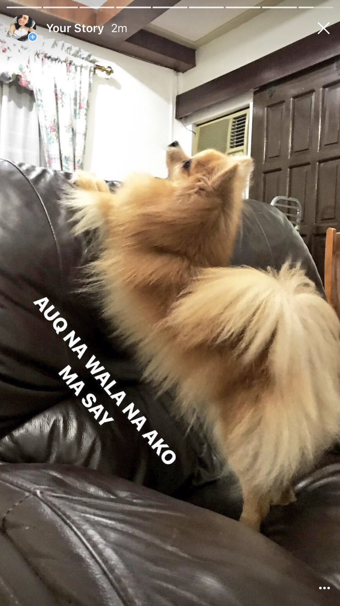 tamaugotchi's tweet photo. Pomeranian's Next Top Model ft. my very maarte dog 🐶👑

Hayyyy sarap kotongan https://t.co/Va5cOiOJm0