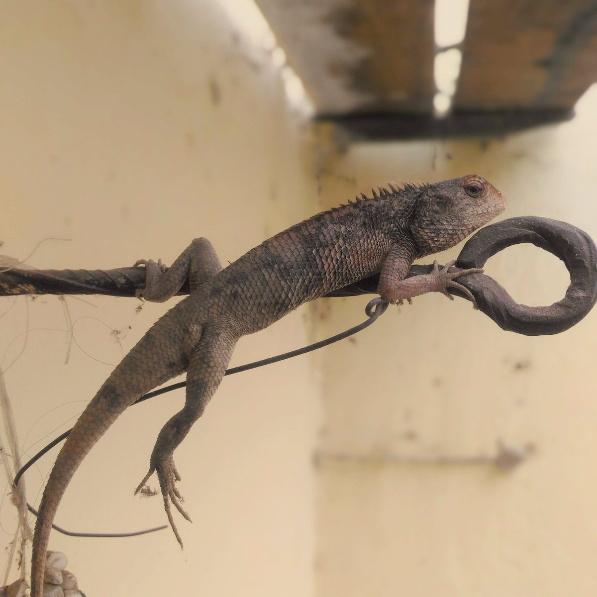 abcbsa's tweet photo. #OrientalGardenLizard #EasterGardenLizard #ChangeableLizard or locally known as #ΰ€ΰ₯ΰ€ΰ₯ΰ€ΰ€ΰ€Ύ in our house πππ https://t.co/Oohsi4INfY