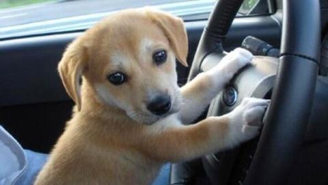 weathernetwork's tweet photo. Dogs left in hot cars: Know the warning signs and what you should do https://t.co/SnAHSujEOO #HealthandWeather https://t.co/X4Th55ebm1