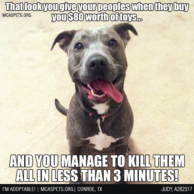 MCASPets's tweet image. "Look ma!!! It's a new personal best!!!" 🙌 #DogGoals #PetParentProblems facebook.com/MCASTX/photos/…