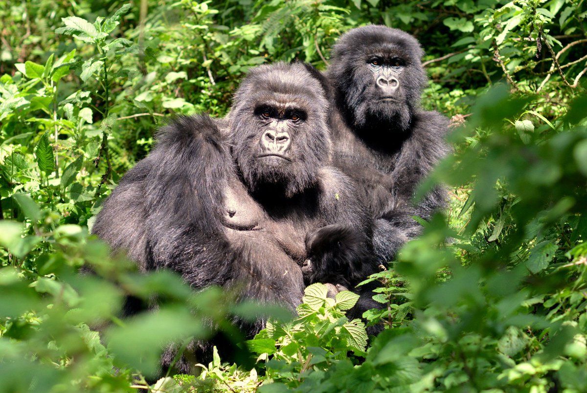 jordigalbany's tweet image. This morning in the Volcanoes National Park: Mitimbili with her new very young baby - She's a very successful mum!