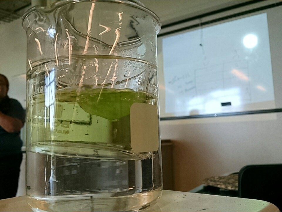 Mythbadger's tweet photo. Boiling petunia leaves 2 measure effects of exposure to sunlight (back), LEDs (front), or pure darkness (2nd photo). #SJSDSummer #PLTW https://t.co/yy9YKWQTDW