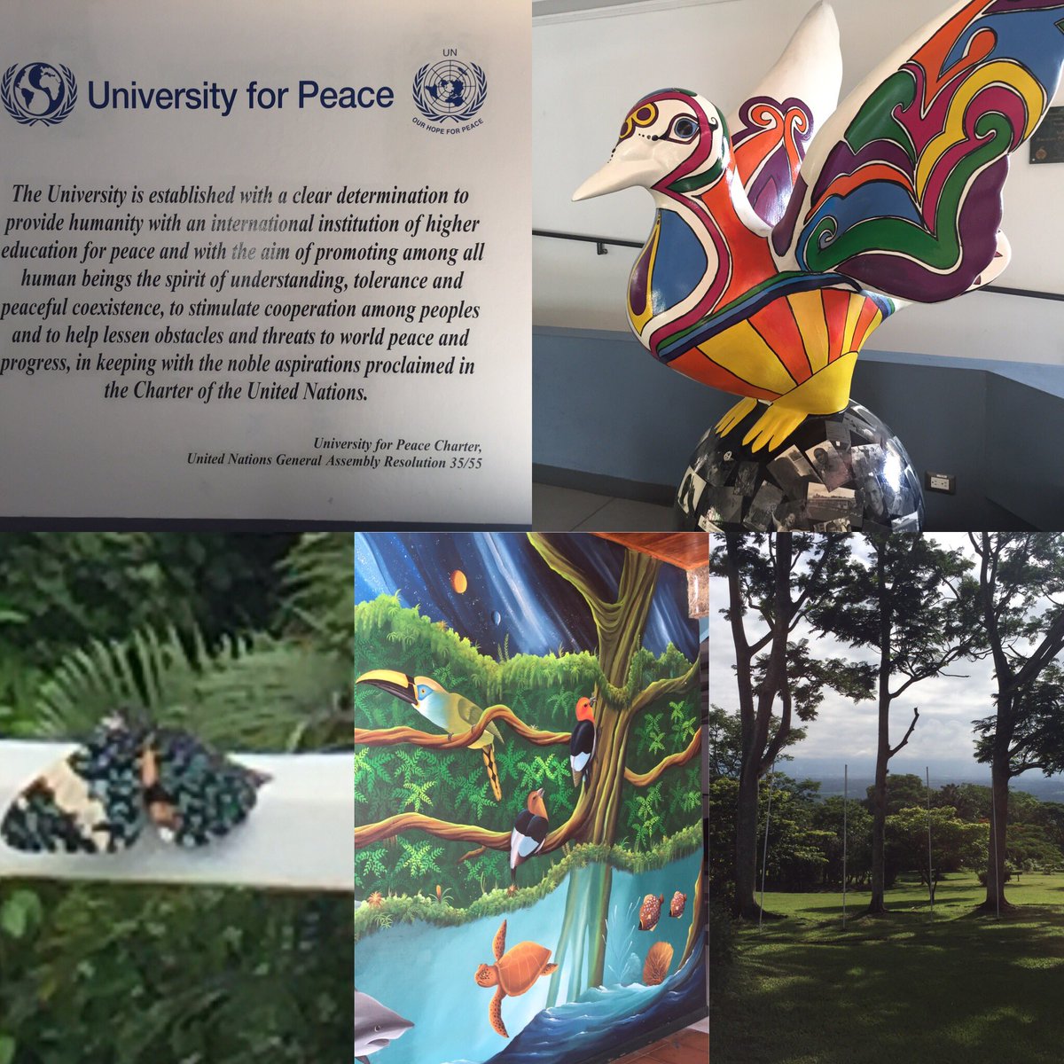 pcdnetwork's tweet photo. Beautiful day at @upeace @UPEACECentre 4 last day of #positive #leadership make sure to check out one of the #greenest #campuses on #earth https://t.co/FjD9Pus9S1