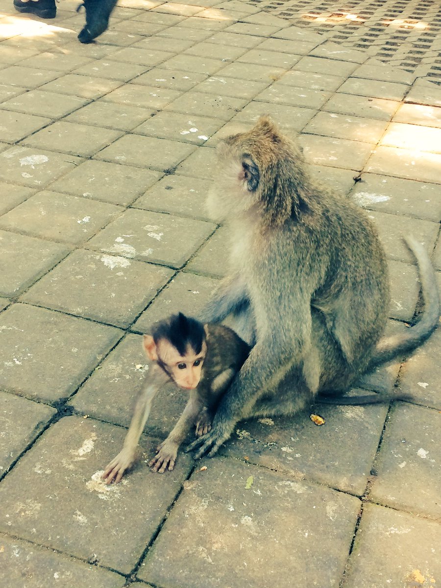 Today I met some monkeys #bali #monkeyforest #cheekylittlebuggers 🐒🐒🐒