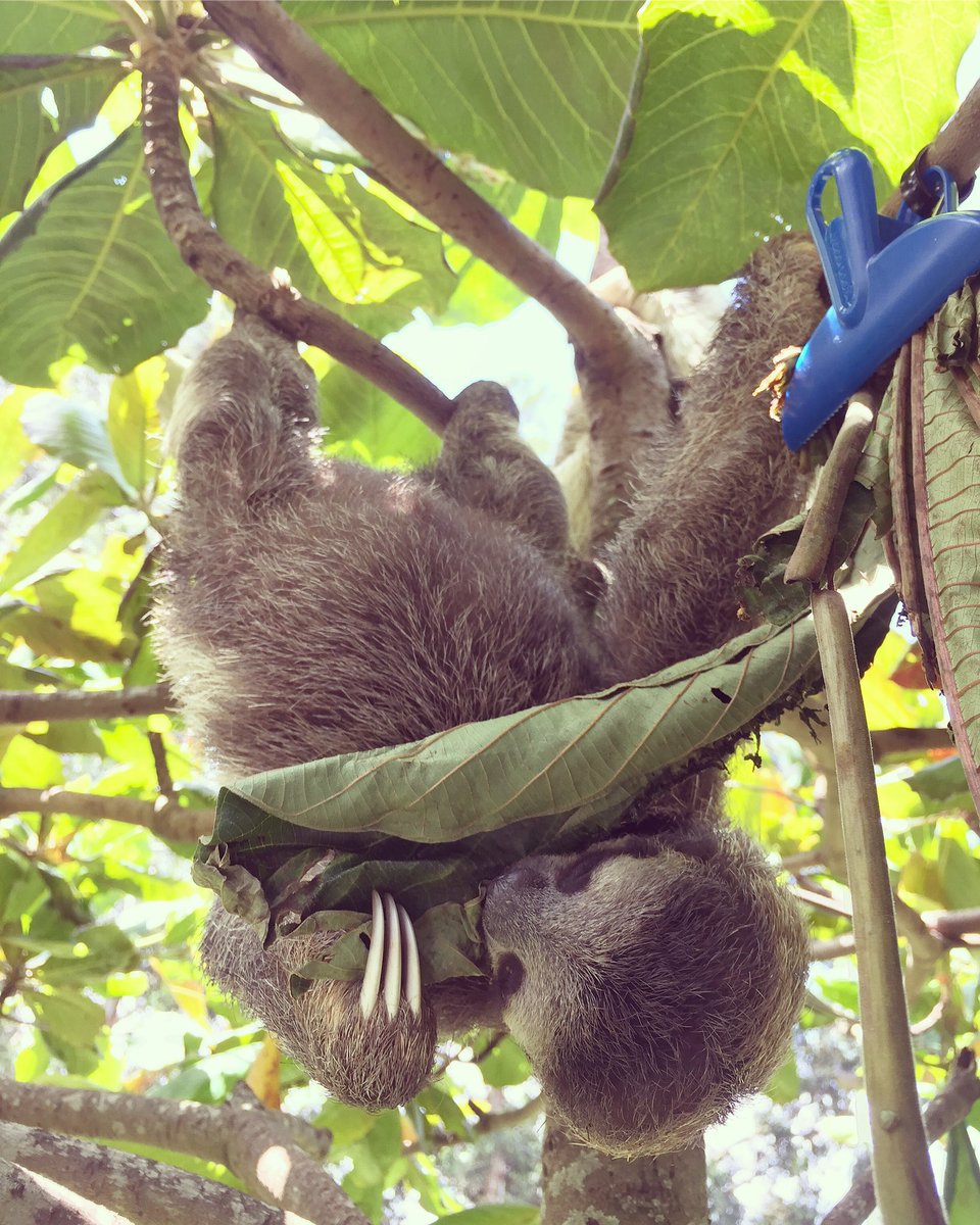 Destiny getting those upside down ab exercises in at @toucanrescueranch #slothlove #sloths #animals #conservation