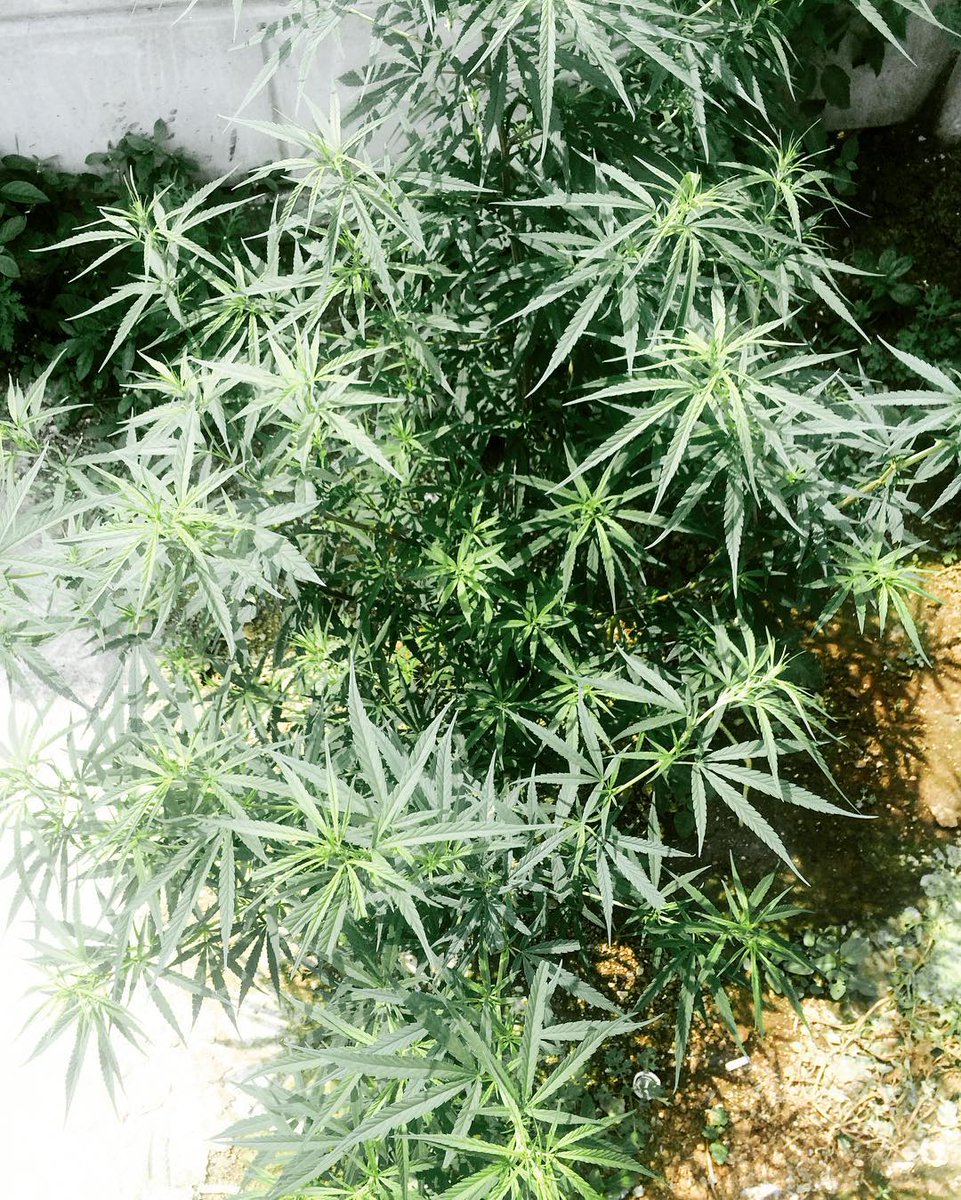 WorldOfSeeds's tweet photo. #ChronicHaze outdoor 
 #TheLegendCollection #WOS https://t.co/r2aKjk3ixZ