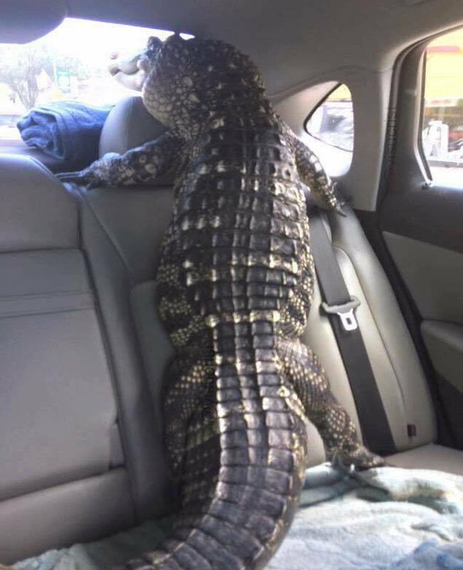 yisucrist's tweet photo. a mi perro le encanta mirar x la ventana cuando vamos d viaje https://t.co/X2lvFfvIHc