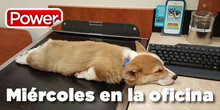 Mascotas Power tweet media
