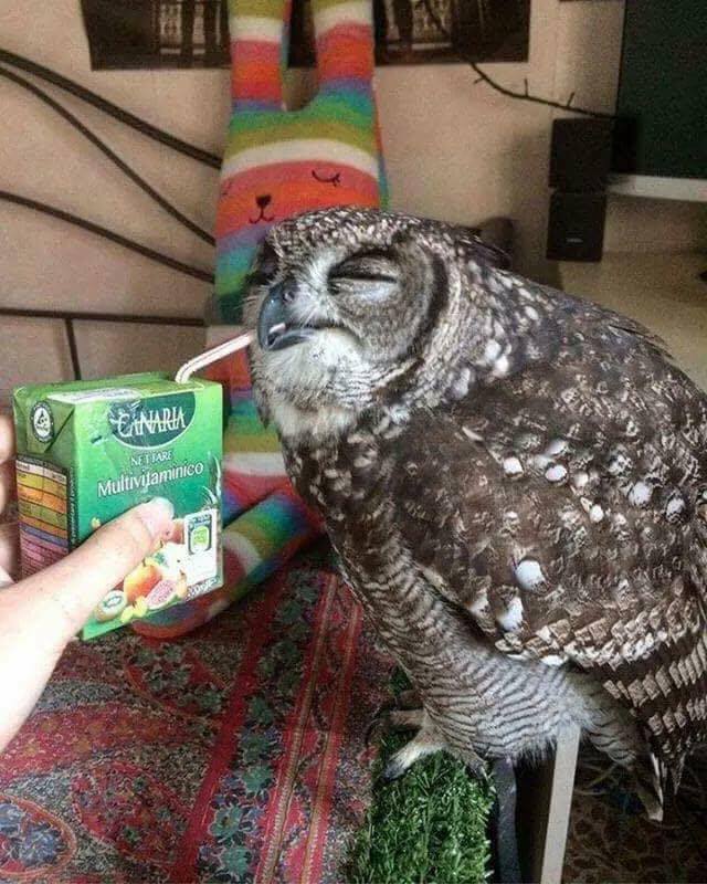 Remember to stay hydrated in the summer heat, Sisters <a href="/ChiOmegaXO/">Chi Omega Fraternity</a> #wiseowl