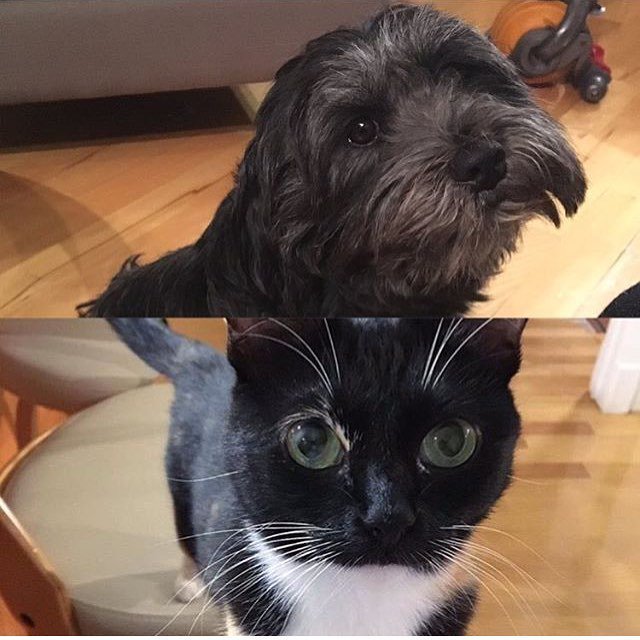 Meet this week's #dogbore @avasmithofficial &amp; @ryanschira &amp; @barkleyandmaow 🐶
.
How has your life changed since yo… ift.tt/2rB45j6