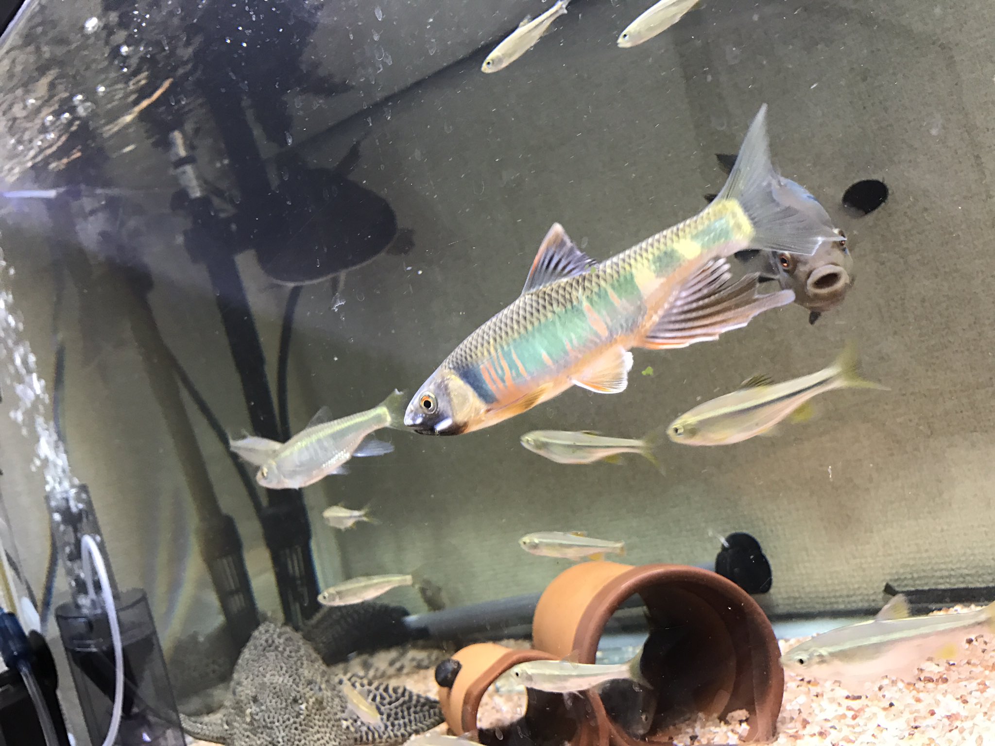 熱帯魚 リンペィ 魚の価値って値段とかじゃないと思う 綺麗な魚 かっこいい魚 不思議な魚もお金で買える でも 野生にいる 魚も価値があると思う 見てて綺麗だし なんでこんな色なんやろ どんな水質にいるんだろ 不思議がいっぱい 調べて納得