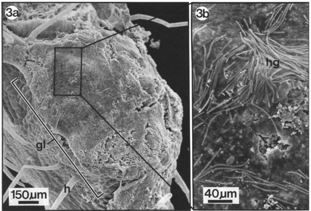 La plante dispose de glandes qui sécrètent un mucilage parfait pour accueillir les bactéries. …-springer-com.scd-rproxy.u-strasbg.fr/article/10.100…