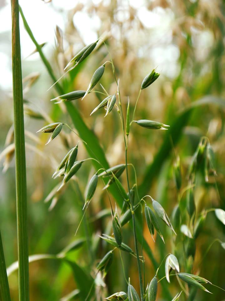 _Rosemount's tweet photo. New #Research on #Fusarium #pathosystem to understand #geneticdiversity in #UK #Irish #heritage #oat cultivars. @_Rosemount @doohancropslab https://t.co/tYEVbZKRpC