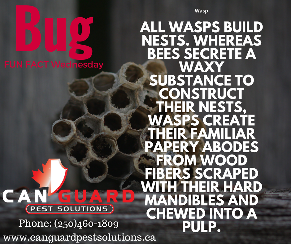 CanGuardPest's tweet photo. Bug Fact: #PentictonBC #PestContolBC #CanGuard#YourPestControl #PestSolutionsBC https://t.co/leyJ0bYUPR https://t.co/LdVth6O9pg