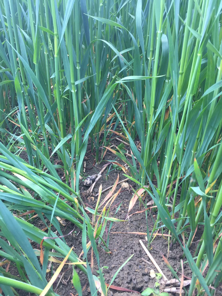 Ryan Hudson tweet media