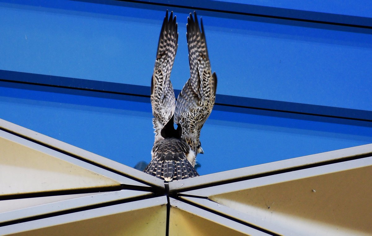 MsProtrekker's tweet image. PTF having a flutter on the diamond, he successfully flew over to the roof of the flats on Solly st. Mum n Dad keeping an eye on him.
