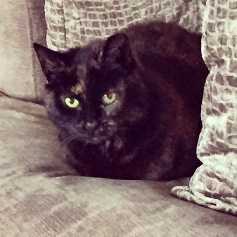SispurrCake's tweet photo. Ooohhh comfy chair! https://t.co/kVZSI1CjSy